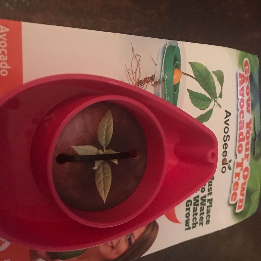 Avocado tree assist - Picture 5 of 5